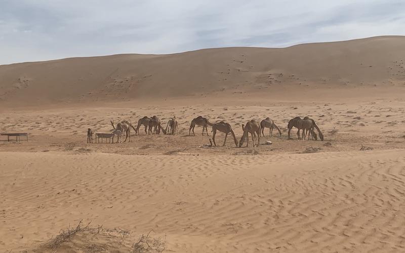 Camels Oman