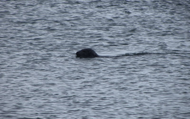 Seal Jokulsarlon Glacier Lagoon