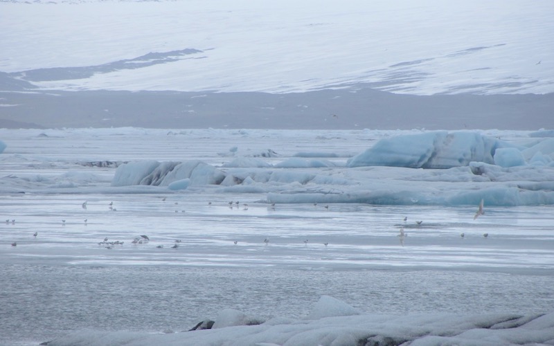 birds Jokulsarlon glacier lagoon